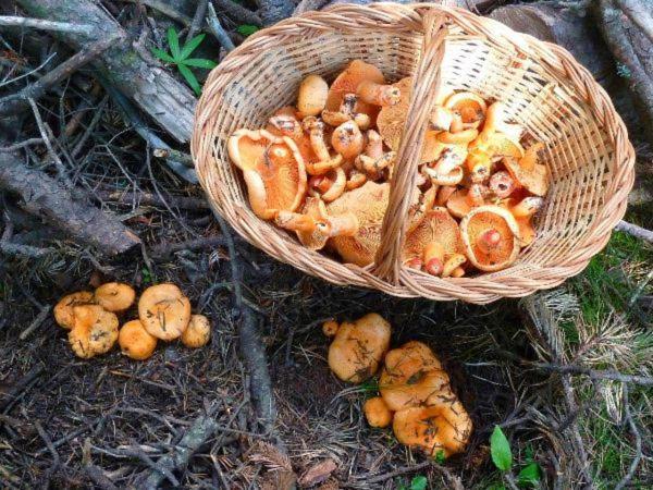 Can Triadu كامبروذون المظهر الخارجي الصورة